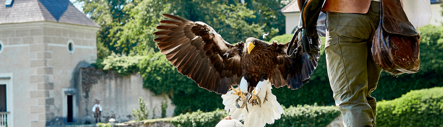 Falconry: ancient past and sustainable future